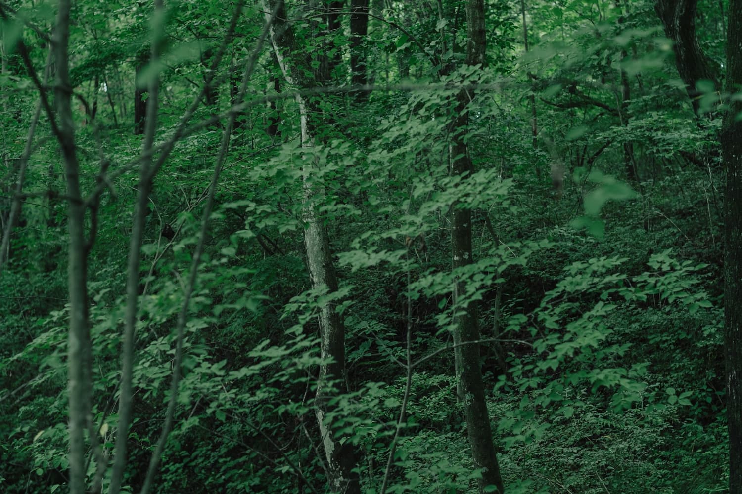 haluta hotelli still — 森